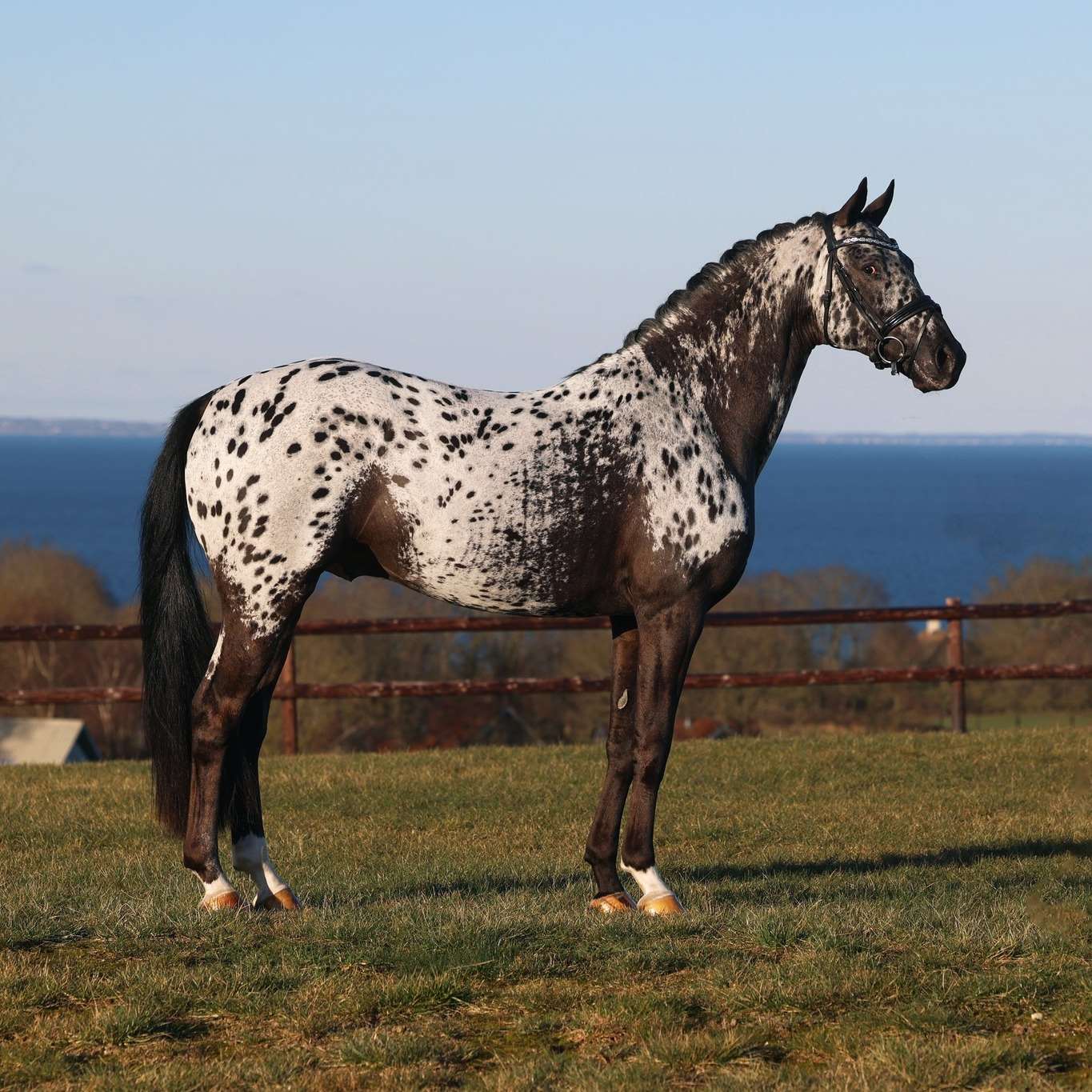 Spotilas Boesgaard Stallion